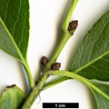 SpeciesSub: f. salicifolius